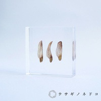 Sola Tile 1.5cm厚切型片狀標本 黑松樹種子