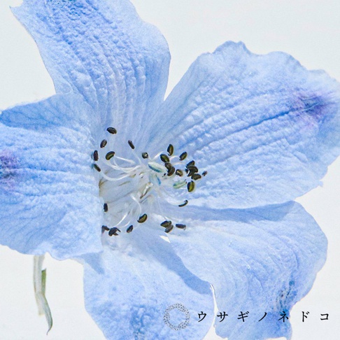 一朵淺藍色翠雀花特寫，花瓣紋理清晰，中心露出白色花蕊和黑色花藥。