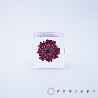 透明立方體中封存著一朵深紅色的乾燥蠟菊，花瓣層層疊疊，展現出細緻的紋理。立方體邊緣平滑，整體呈現簡潔的設計。