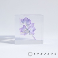 透明立方體中嵌入淡紫色繡球花，花瓣細緻，莖部呈現自然的彎曲，置於純白色背景上，展現簡約純淨的美感。