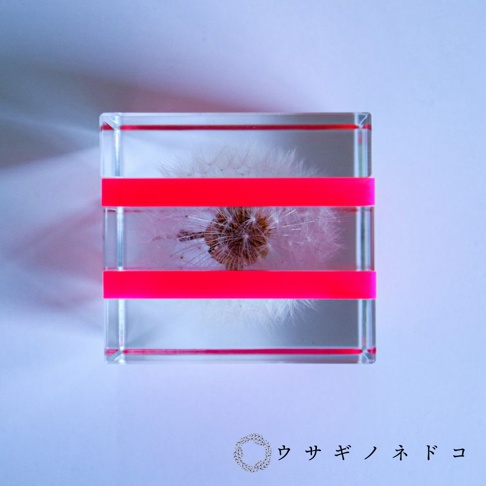 透明方形壓克力塊中，封存著一朵蒲公英，兩側有螢光粉紅色條紋裝飾。