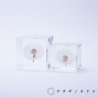 透明樹脂立方塊中封存著兩朵完整的蒲公英，花瓣呈細緻的白色絨毛狀，花頭為棕色，底部有細長的莖。
