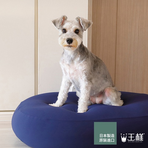 一隻灰白色的雪納瑞犬坐在一張藍色的圓形軟墊上