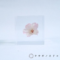 透明立方塊內封存著一朵淡粉色櫻花，花瓣細膩，花蕊清晰可見。