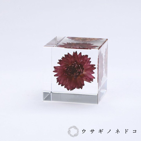 透明立方體內封存著乾燥的深紅色蠟菊，花瓣呈現放射狀展開，立方體側面亦可見相同花朵的輪廓。