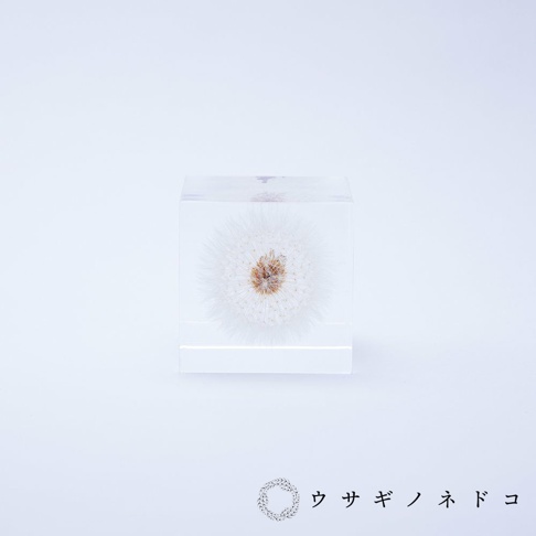 透明立方體中封存著一朵完整的白色蒲公英，蒲公英的絨毛清晰可見，中心呈褐色。