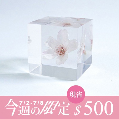 Sola cube 染井吉野櫻立方塊 (花言葉：清純、高貴)
