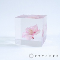 Sola cube 河津櫻立方塊 (花言葉：託付思念、純潔、淡泊)