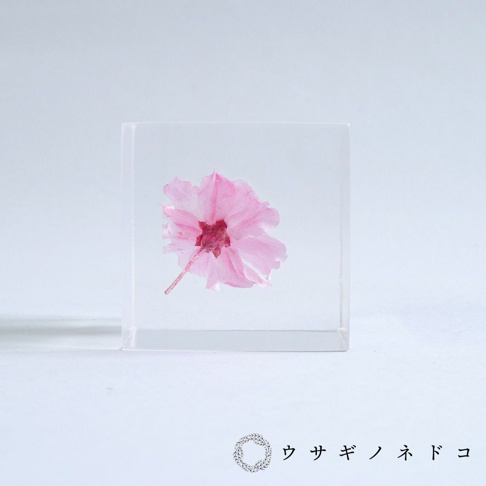 透明立方體內封存著一朵淡粉色、花瓣層疊的八重紅枝垂櫻花，花心呈深紅色，花梗清晰可見。