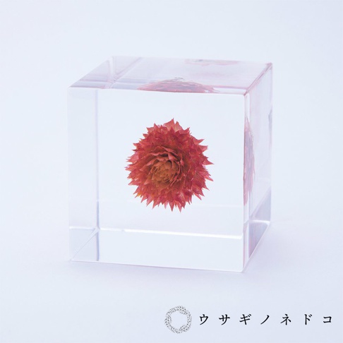 透明立方體內封存一朵乾燥的紅色千日紅，花瓣層疊，中心呈現橘紅色調，整體呈球狀。