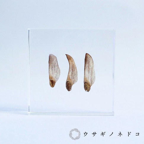透明壓克力塊中封存著三顆淺棕色的黑松樹種子，種子呈現細長的翅膀狀，帶有木質紋理。