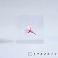 透明立方塊中封存著一朵粉色與紅色調的櫻花，花瓣輕柔展開，花梗連接至立方塊的邊緣。