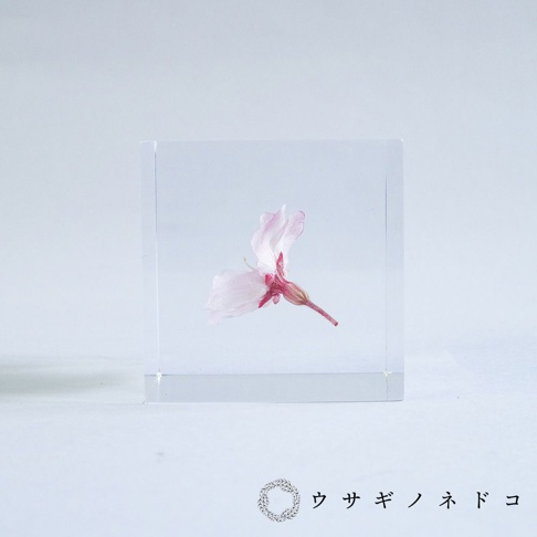 透明立方塊中封存著一朵粉色與紅色調的櫻花，花瓣輕柔展開，花梗連接至立方塊的邊緣。