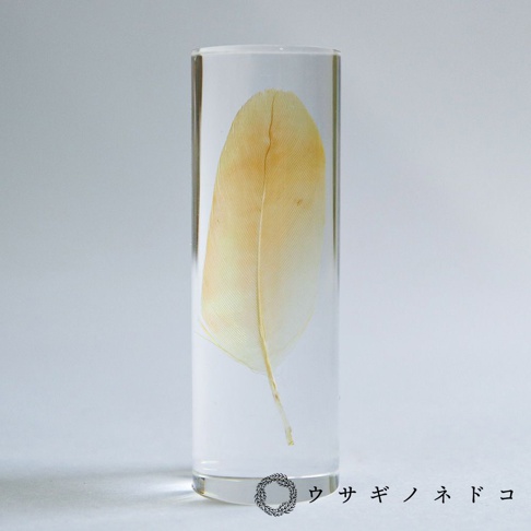 黃橘色桃面牡丹鸚鵡羽毛，封存在透明圓柱形壓克力中，羽毛紋理清晰可見。