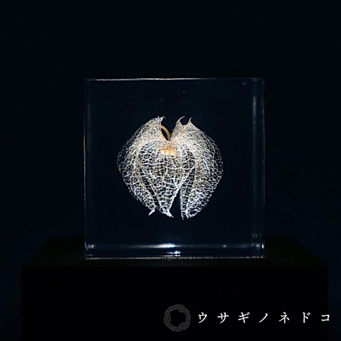 透明立方體內封存著一株精緻的白色燈籠草，其網狀結構清晰可見，中央為金黃色。產品置於深色底座上，背景為黑色。