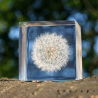 透明立方體內封存著一株完整的蒲公英標本，展現其蓬鬆的白色絨毛。立方體底部有藍色漸層，整體置於布滿紋理的灰色基座上，背景為模糊的綠色樹葉。