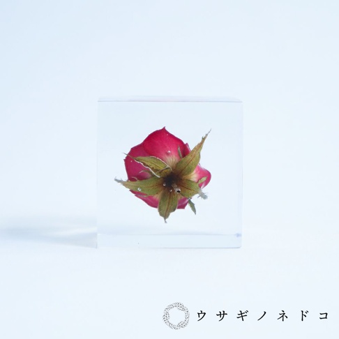 透明立方體內封存著一朵紅色玫瑰花苞，花瓣為深紅色，花萼為綠色，花瓣邊緣帶有細微的皺褶，立方體表面有微小氣泡。