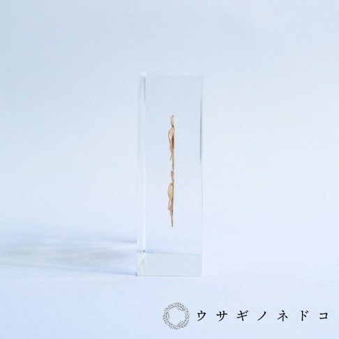 透明壓克力塊中嵌入兩片乾燥的大百合種子，種子呈淺棕色，紋理清晰，整體呈現簡約風格。