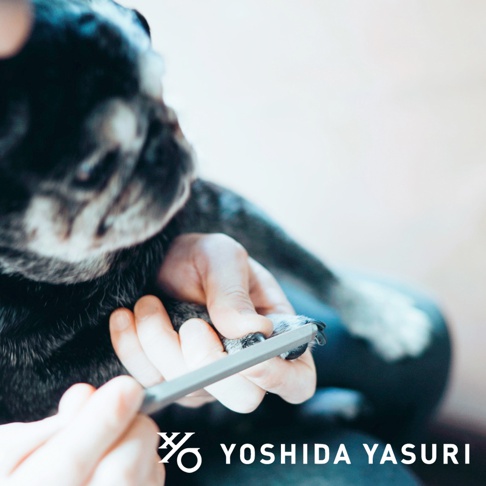 一隻黑色的寵物，其爪子被一雙手握住，並用一支銀灰色金屬銼刀進行修整。