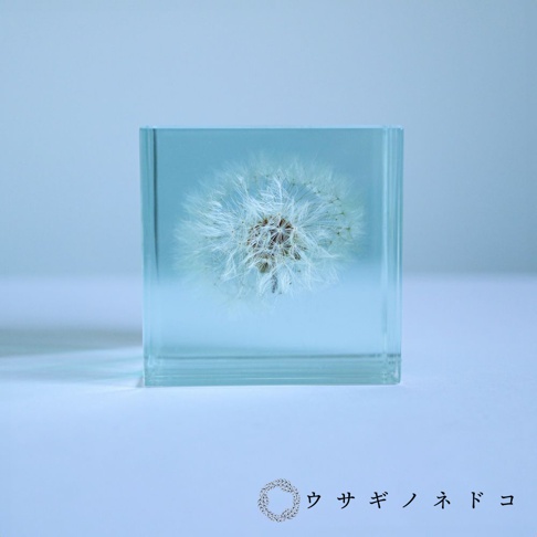 螢光藍色透明壓克力立方體中，封存著一朵完整的白色蒲公英種子球，呈現斷層切面。