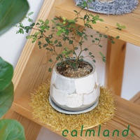 一個裝有綠色植物的白色陶瓷盆栽，放置在黃色絨毛狀的圓形墊子上，墊子放在木製層架上。