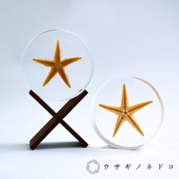 兩個透明圓形壓克力塊，各封存一隻橘黃色五角海星。左側海星固定在一個深棕色木製X形支架上，右側海星則獨立擺放。