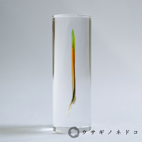 桃面牡丹鸚鵡羽毛標本，羽毛呈現綠色與橘色漸層，部分黑色羽軸清晰可見，整體封存在透明圓柱形壓克力中。