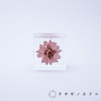 透明壓克力立方體內封存著一朵乾燥的蠟菊，花朵呈現粉紅色調，花瓣層層疊疊，中心為深紅色。