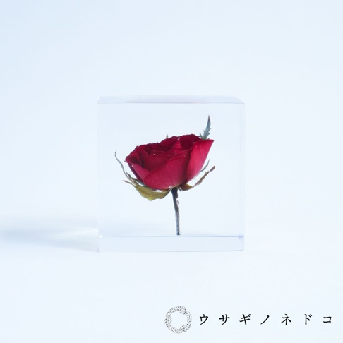 透明立方體封存著一朵鮮紅色的乾燥玫瑰，花瓣完整，莖部及部分葉片清晰可見。