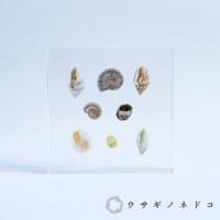 透明壓克力塊中嵌入多個不同種類的貝殼標本，包含螺旋狀、圓形和片狀的貝殼，顏色從白色、黃色、棕色到灰色，紋理各異。