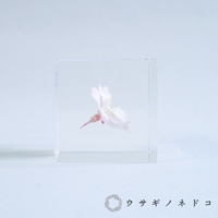 透明立方體中封存著一朵粉白色櫻花，花瓣舒展，花蕊清晰可見。