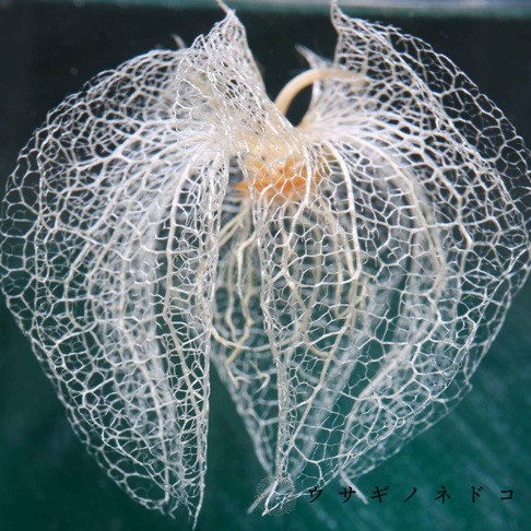 Sola cube 黑酸漿立方塊，以精緻網狀結構呈現白色半透明的植物外殼，內部包裹著淡橘色的果實，整體懸掛在深綠色背景中。