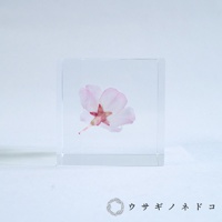 透明立方體內封存著一朵粉色小松乙女櫻花，花瓣輕柔，中心為紅色，花梗延伸至立方體外。