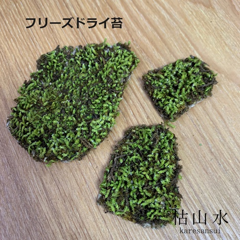 三塊乾燥的綠色苔蘚，質地蓬鬆，呈不規則形狀，散佈在木紋背景上。