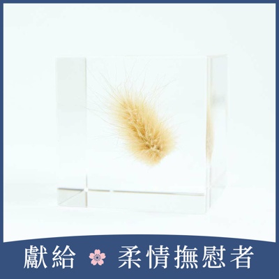 Sola cube 兔尾草立方塊 (宙言葉：堅強而柔軟)