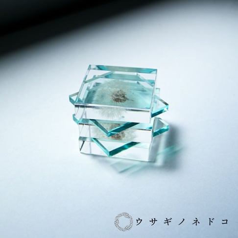 疊放的三個透明方形壓克力塊，每個塊中都封存著一朵蒲公英絨毛。壓克力塊邊緣呈現淡淡的藍綠色調。