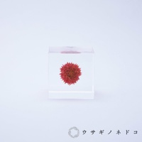 透明立方體中封存著一朵乾燥的紅色千日紅，花朵呈現蓬鬆的球狀，花瓣層層疊疊，顏色由深紅到淺紅漸變。