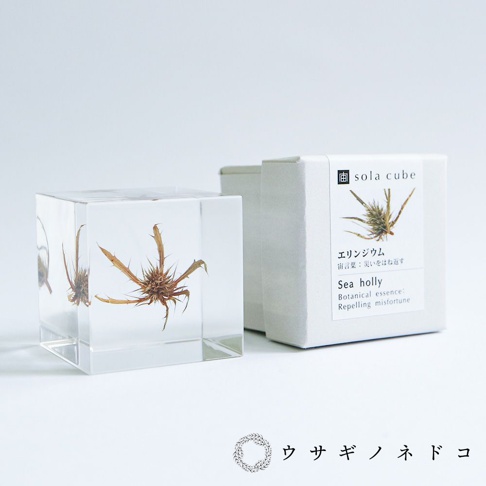 透明立方體嵌入乾燥的刺芹植物，植物呈褐色，帶有尖刺。旁邊是產品包裝盒，標有「sola cube」品牌標識和日文說明。