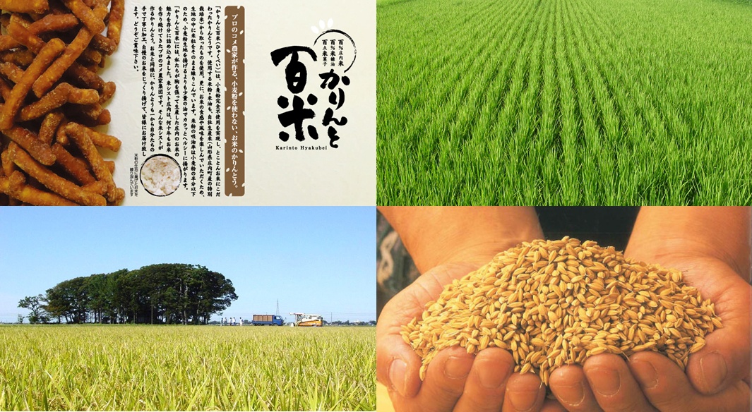 一堆金黃色的稻穀堆疊在手中，背景為綠油油的稻田和藍天。產品包裝上展示了深棕色的純米黑糖花林糖餅乾，以及日文的「百米かりんとう」字樣。