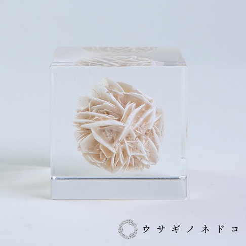 沙漠薔薇礦石被封存在透明立方體中，呈現出層疊的淺米色結晶結構，如同花朵般綻放。