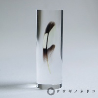 透明樹脂塊中封存著一根虎皮鸚鵡羽毛標本，羽毛呈現白色、棕色和黑色相間的條紋，羽梗為淡黃色。