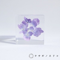 透明立方體中封存著一簇淡紫色繡球花，花瓣呈現柔和的漸層色。