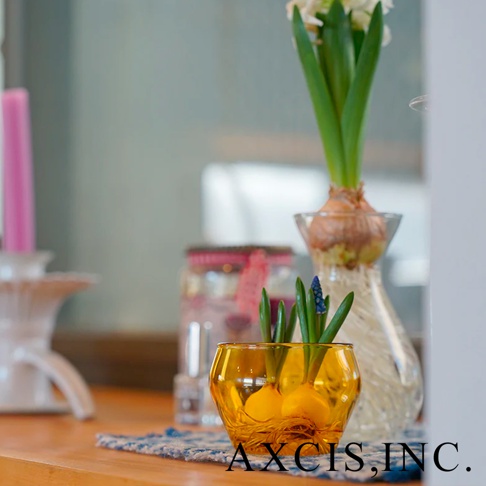 一個琥珀色圓潤玻璃杯，內有水仙花球和藍色風信子。