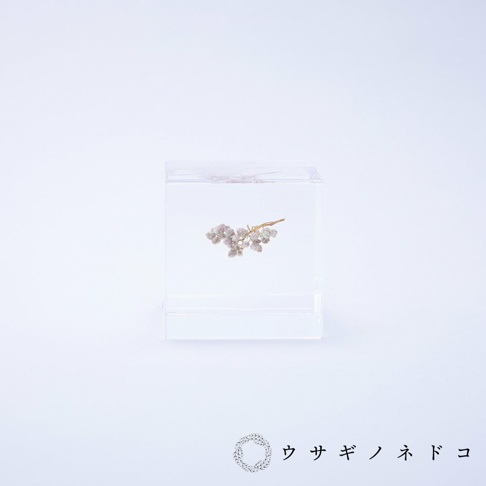 透明壓克力立方體中封存著一小束米白色乾燥花，花朵細緻，枝幹呈現自然彎曲，整體置於白色背景上。