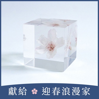 Sola cube 染井吉野櫻立方塊 (花言葉：清純、高貴)