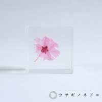 透明立方體內封存著一朵淡粉色、花瓣層疊的八重紅枝垂櫻花，花心呈深紅色，花梗清晰可見。