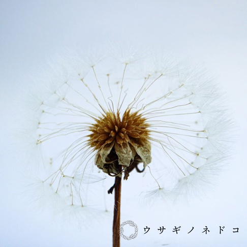 一片乾燥的蒲公英標本，細緻的絨毛狀種子呈放射狀散開，中心為褐色種子頭，莖部為乾燥的褐色，背景為淺藍色。