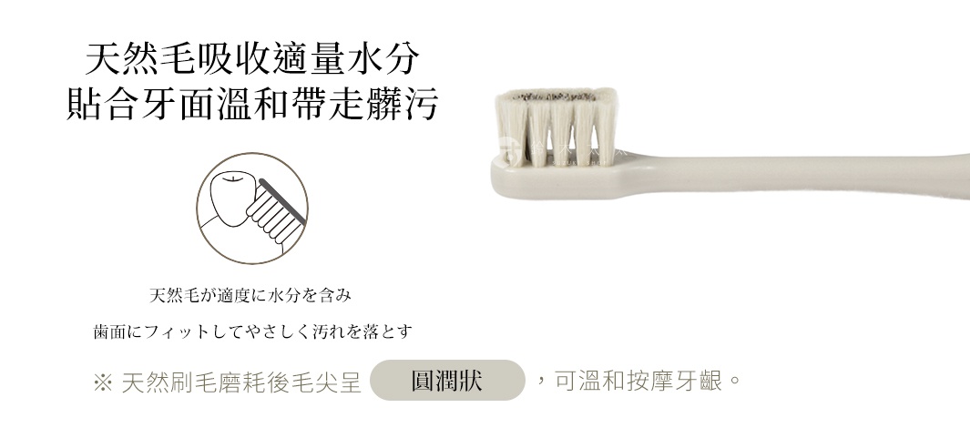 圖片文字：天然毛吸收適量水分，貼合牙面溫和帶走髒污。圖中展示了一支刷毛細緻的米白色天然毛牙刷，搭配牙齒清潔示意圖，並說明天然毛可適度含水，貼合牙面溫和去除污垢，且刷毛磨損後呈現圓潤狀，能溫和按摩牙齦。