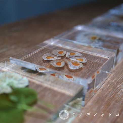 Sola Tile 1.5cm厚切型片狀標本，展示了透明壓克力塊中嵌入的大百合種子，種子呈現扇形排列，帶有淺棕色外殼和橘色內核。