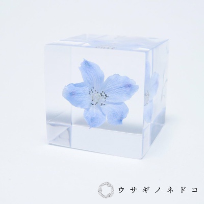 Sola cube 翠雀花立方塊 (花言葉：高貴、給你幸福)